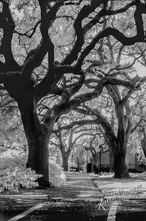 savanah sq 1 copy - atlanta's commercial photographer a black and white image of fine art photography of live oaks in savannah, georgia photographed by fine art photographer karen images