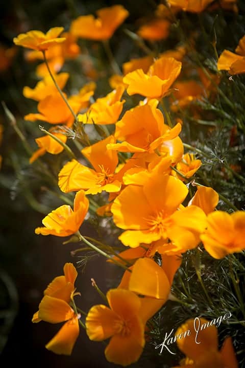 wildflowers in college park georgia - atlanta's commercial photographer a color image of fine art photography of wild flowers in college park, georgia photographed by atlanta fine art photographer karen images