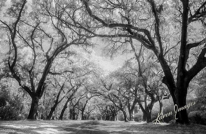 wormsloe driveway 2 copy - atlanta's commercial photographer a black and white image of fine art photography of wormsloe in savannah, georgia photographed by fine art photographer karen images
